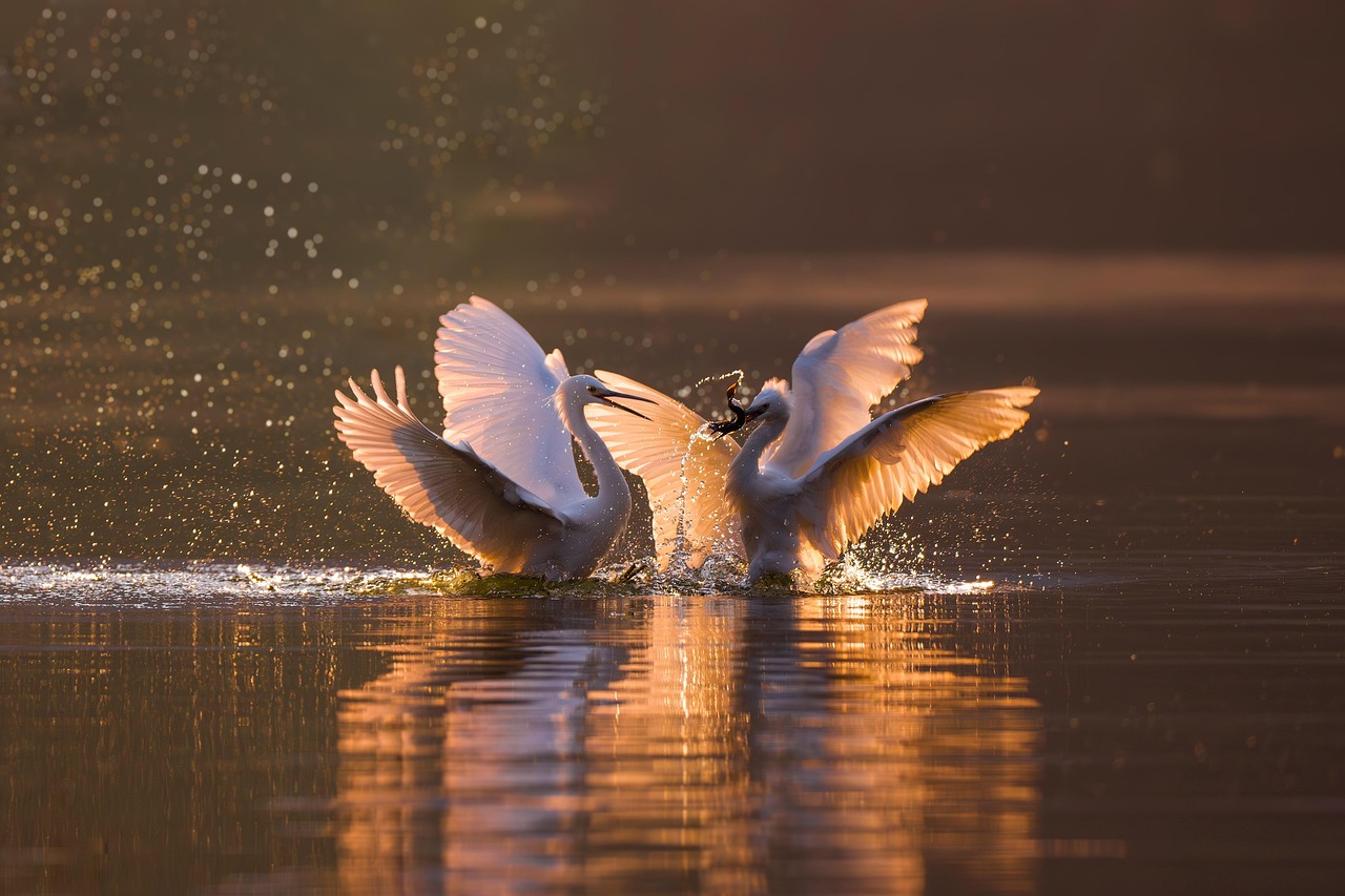 Birds